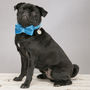 Blue Turquoise Velvet Dog Collar Bow Tie, thumbnail 5 of 5