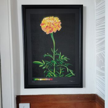 'Marigold' Large Original Handmade Botanical Study, 11 of 12