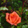 Valentines Day, Rose Remember Me, Fragrant Rose Gift, thumbnail 1 of 2