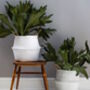 Natural Seagrass Basket Or Planter, thumbnail 2 of 2