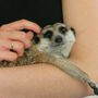 Meet The Meerkats Experience For Two, thumbnail 1 of 10