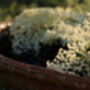 Fruit Plants Elderflower, thumbnail 6 of 12