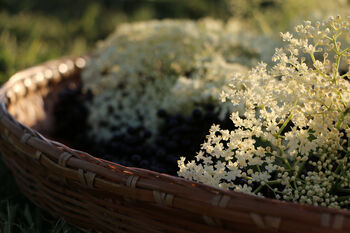Fruit Plants Elderflower, 6 of 12