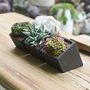 Black Concrete Planter With Choice Of Plant, thumbnail 5 of 8