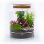 Beginner Friendly Bonsai Terrarium Kit | 'Perth', thumbnail 10 of 12