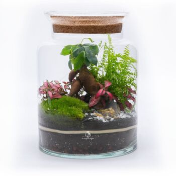 Beginner Friendly Bonsai Terrarium Kit | 'Perth', 10 of 12