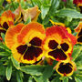 Flowers Pansy 'Fire Surprise' Six X Plant Pack, thumbnail 3 of 5