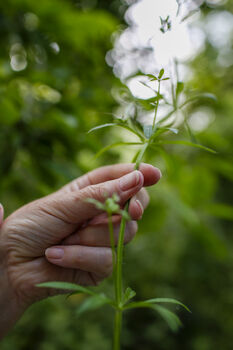 Foraging Experience Voucher, 2 of 5