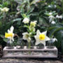 Five Glass Bottle Vases For Buds In A Wood Holder, thumbnail 2 of 3