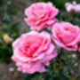 Floribunda Rose 'Queen Elizabeth' Plant In 5 L Pot, thumbnail 3 of 6