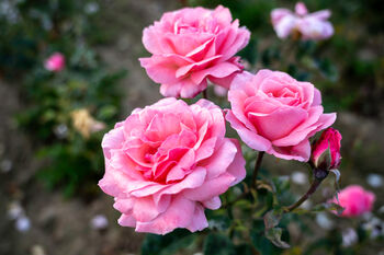 Floribunda Rose 'Queen Elizabeth' Plant In 5 L Pot, 3 of 6