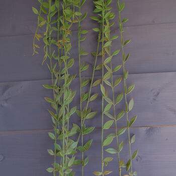 120cm Artificial Hanging Extra Long String Of Pearls, 2 of 11