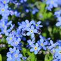 Bedding Plants Forget Me Not Blue Ball Six Plant Pack, thumbnail 3 of 5