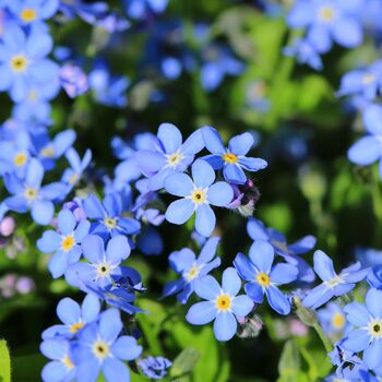 Bedding Plants Forget Me Not Blue Ball Six Plant Pack, 3 of 5