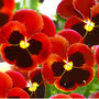 Flowers Pansy 'Red Blotch' Six X Plant Pack, thumbnail 2 of 5