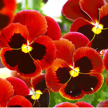 Flowers Pansy 'Red Blotch' Six X Plant Pack, 2 of 5