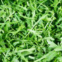 Salad Plants Rocket 12 X Plant Pack, thumbnail 1 of 5