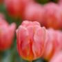 Princess Tulip Bulbs – Pink Spring Flowers, thumbnail 2 of 4