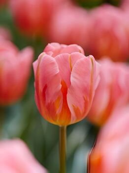 Princess Tulip Bulbs – Pink Spring Flowers, 2 of 4