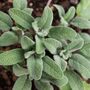 Herb Plants English Sage Two X 9cm Pots, thumbnail 2 of 5