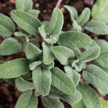 Herb Plants English Sage Two X 9cm Pots, 2 of 5