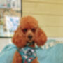 Jolly Bear Christmas Dog Collar, thumbnail 8 of 8