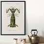 Giant Mantis Shrimp Print, Seafood Art Poster, thumbnail 1 of 8