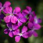 Honesty Plants, Wildflowers, Two X Plants In 9cm Pots, thumbnail 5 of 5