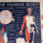 The Human Body Wooden Jigsaw Puzzle, thumbnail 5 of 8