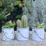 Set Of Three Blue Ceramic Pots With Choice Of Plants, thumbnail 1 of 3