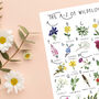 The A To Z Of Wildflowers Print, thumbnail 5 of 6