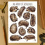 Wildlife Collective Nouns Postcard Pack Of Twelve, thumbnail 5 of 8