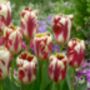 Tulipa Grand Perfection – 15 Red Flamed Tulip Bulbs, thumbnail 2 of 4