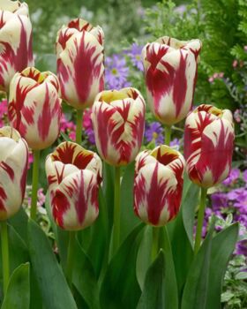 Tulipa Grand Perfection – 15 Red Flamed Tulip Bulbs, 2 of 4