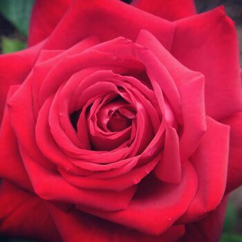 Hybrid Tea Rose Plant 'Loving Memory' Five Litre Pot, 4 of 5