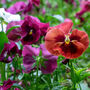 Flowers Pansy 'Winter Cheer' 20 X Plant Pack, thumbnail 4 of 4