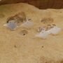 Isle Of Wight Shaped Studs, thumbnail 3 of 5