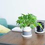 Indoor Grey Ceramic Plants Flower Planter Pot, thumbnail 1 of 9