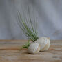 Bird Air Plant Holder In Off White, thumbnail 6 of 12