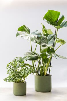 Large Swiss Cheese Plant With Handmade Eco Pot, 6 of 6