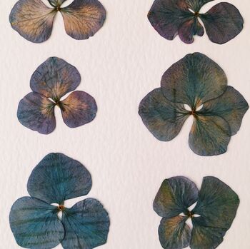 Hydrangea Pressed Flower Framed Art, 3 of 3