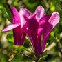 Magonlia Tree Magnolia 'Susan' One In 10 Litre Pot, thumbnail 4 of 5