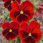Flowers Pansy 'Red Blotch' Six X Plant Pack, thumbnail 4 of 5