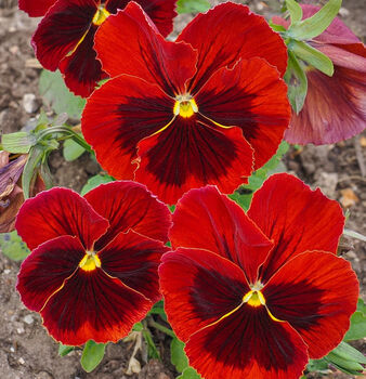 Flowers Pansy 'Red Blotch' Six X Plant Pack, 4 of 5
