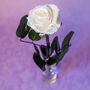 Preserved 12 Month Single Rose And Mother's Day Card, thumbnail 3 of 4