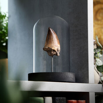 Large Mosasaur Dinosaur Tooth Real Authentic Fossil Bell Jar, 2 of 5