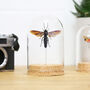 Giant Scoliid Wasp Bell Jar, thumbnail 1 of 4