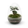 Bonsai Diy Terrarium Kit: Stylish Plant Decor | 'Kyoto', thumbnail 11 of 11