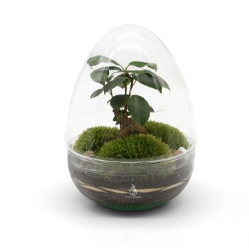 Bonsai Diy Terrarium Kit: Stylish Plant Decor | 'Kyoto', 11 of 11