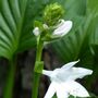 Hosta 'Royal Standard' One X Plant One Litre Pot, thumbnail 3 of 6